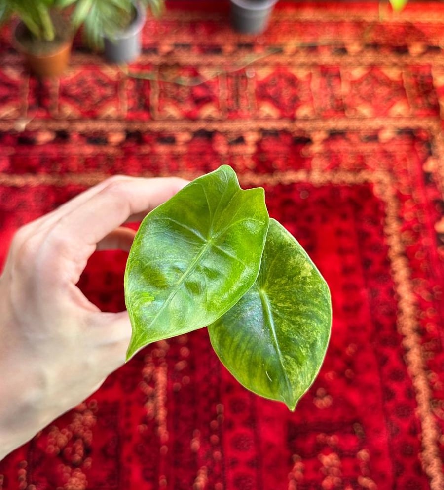 الوكاسيا بينك دراجون اوريا | Alocasia Pink Dragon Aurea)