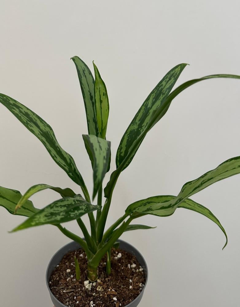 اجلونيما سيلفر لانس | Aglaonema Silver Lance