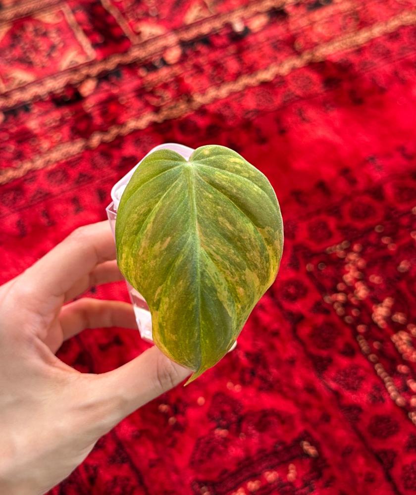فيلدندرون مايكنز فرقيتد | Philodendron Micans Variegated