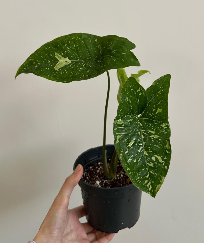 سنجونيوم باندا | Syngonium Panda