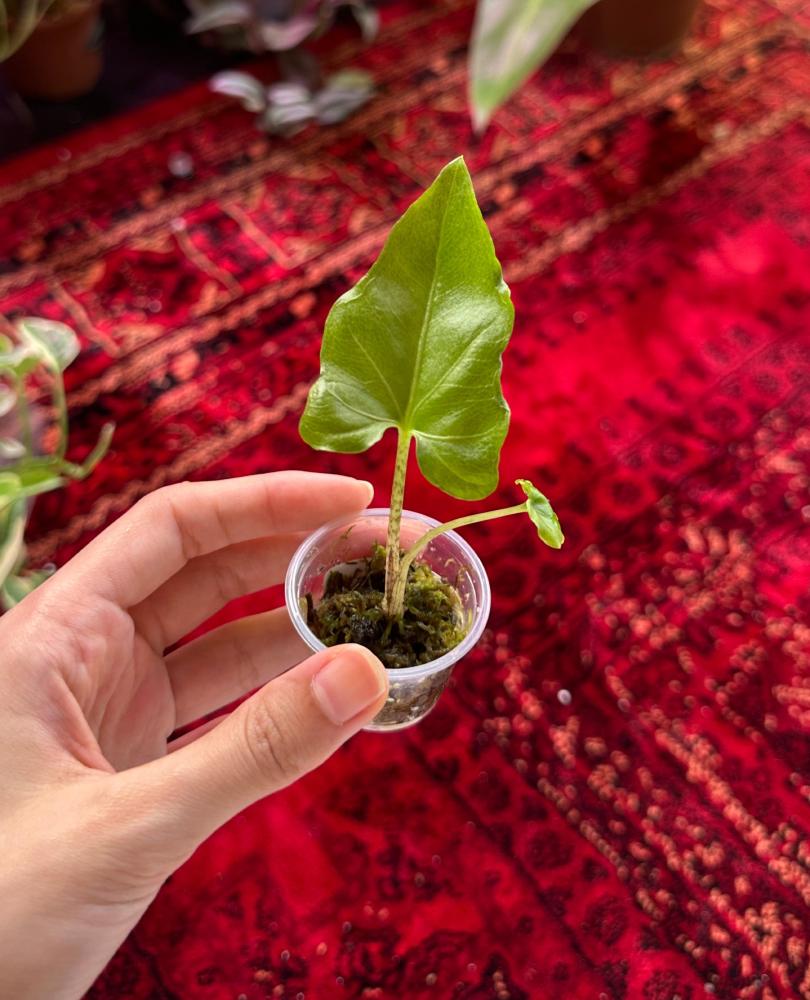 الوكاسيا بينك باشن | Alocasia Pink Passion