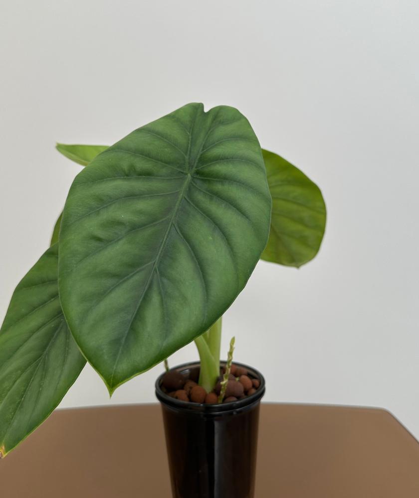 الوكاسيا جرين شيلد | Alocasia Green Shield