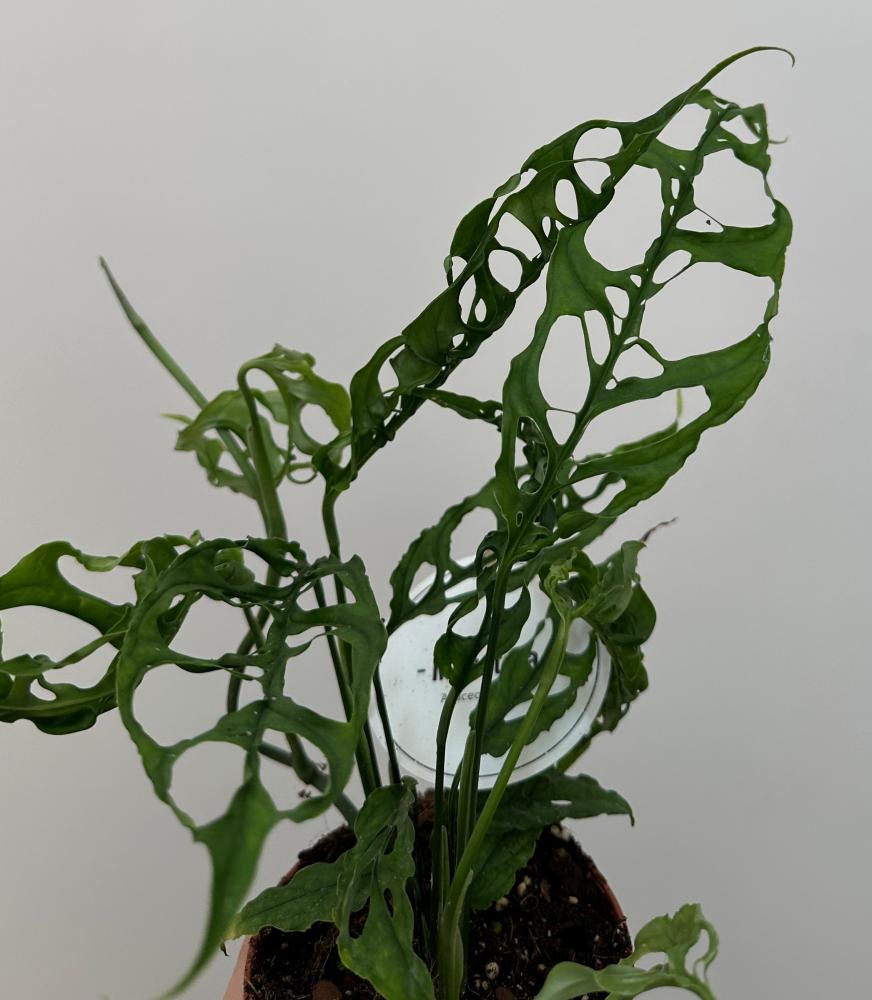 مونستيرا اوبليكوا | Monstera obliqua