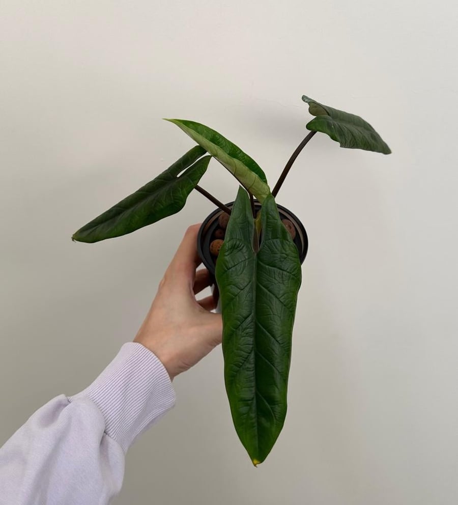 الوكاسيا سكلبرم | Alocasia scalprum