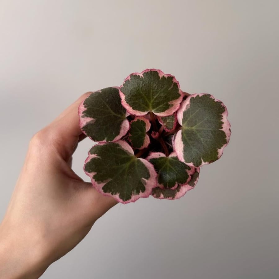 ساكسيفراجا ستولونيفيرا | Saxifraga stolonifera