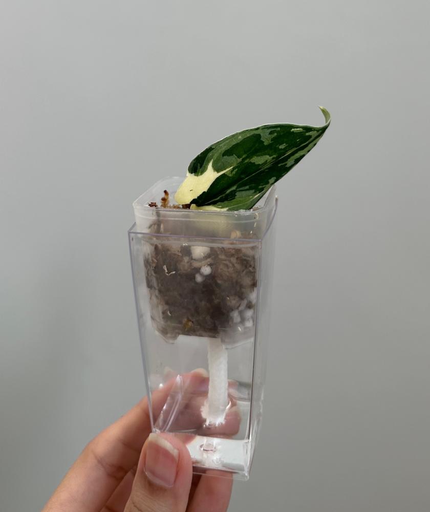 سكندبسس ماياري فرقيتد | Scindapsus Mayari Variegated