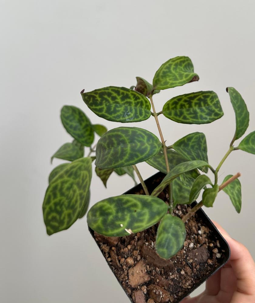 اسكينانثوس بلاك باقودا | Aeschynanthus Black Pagoda