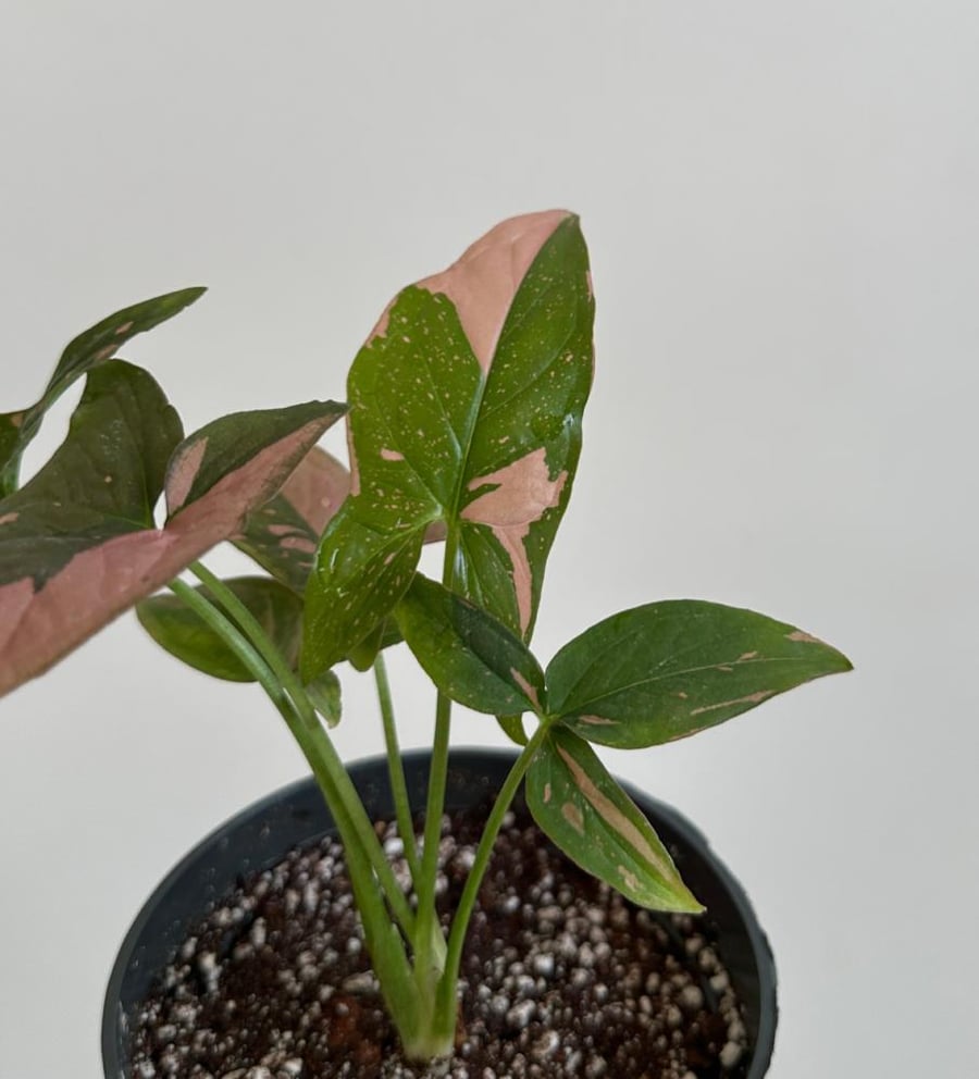 سنجونيوم تري كلر | Syngonium TriColor