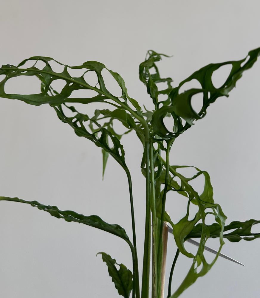 مونستيرا اوبليكوا | Monstera obliqua