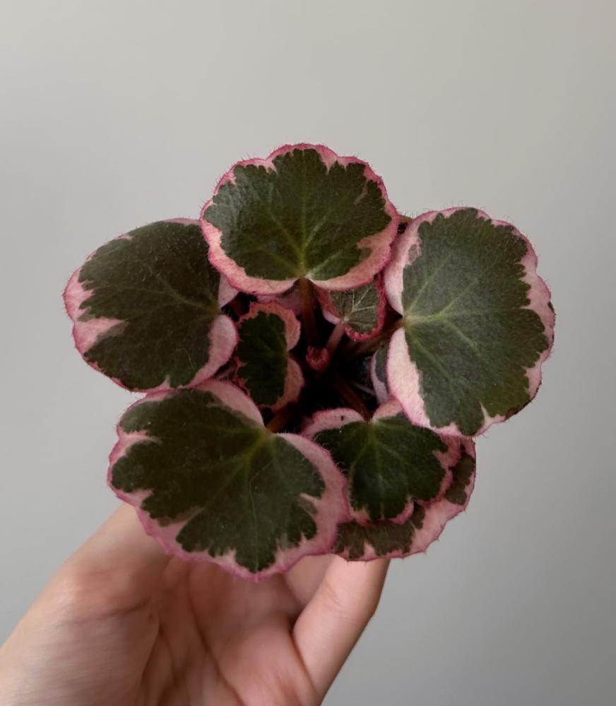 ساكسيفراجا ستولونيفيرا | Saxifraga stolonifera