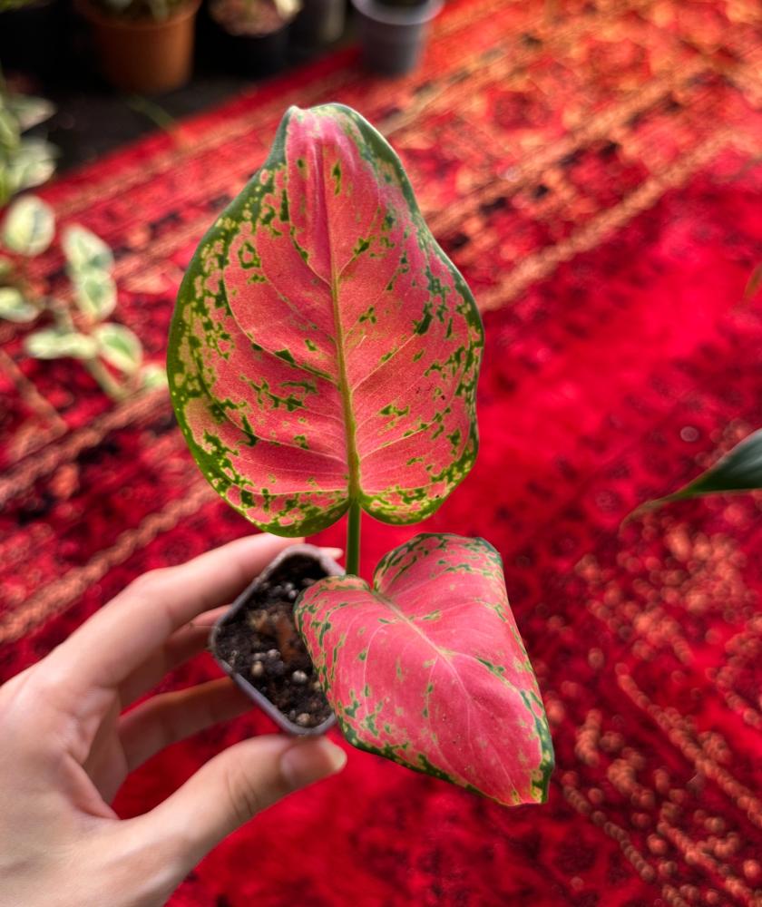 اجلونيما حمراء | Aglaonema Red