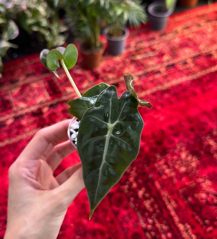 الوكاسيا امازونيكا | Alocasia Amazonica