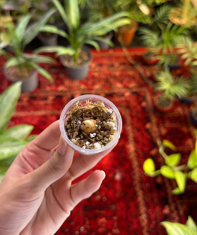 كورمز الوكاسيا ميلو | Alocasia melo corms