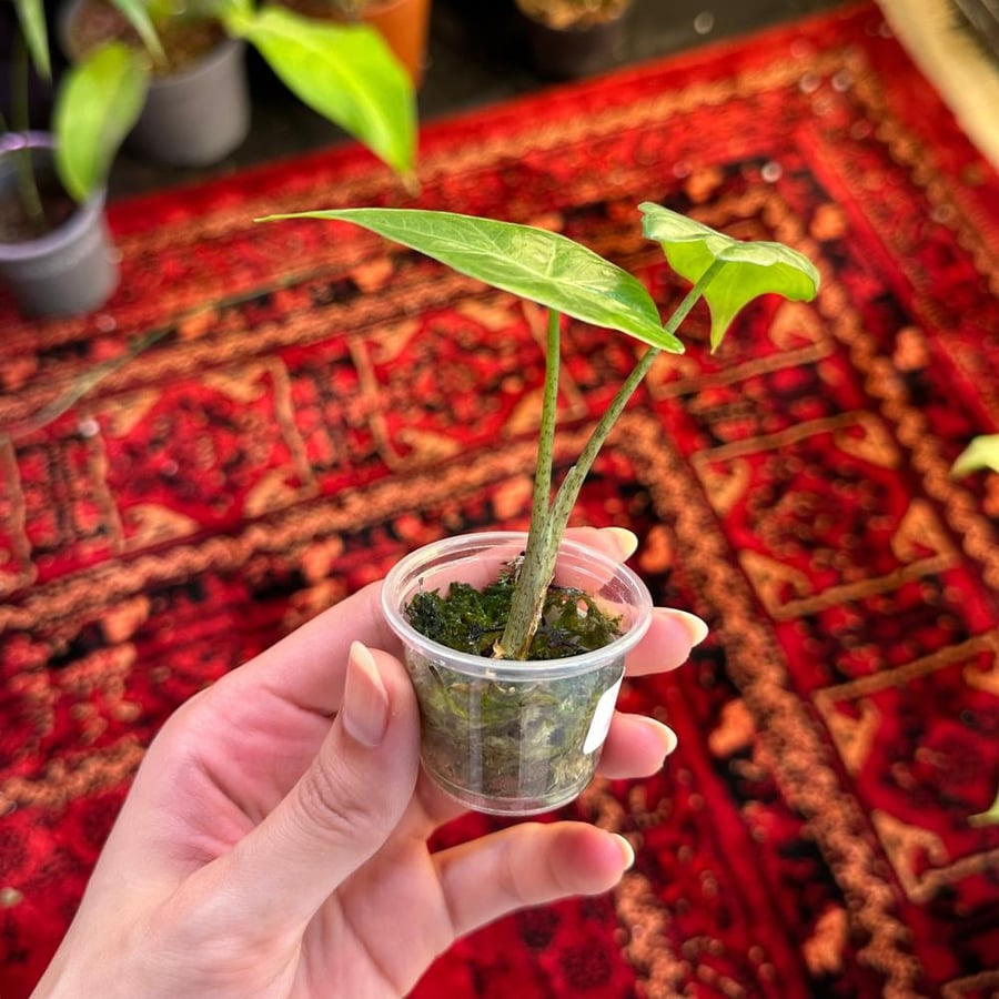 Alocasia Portodora corms