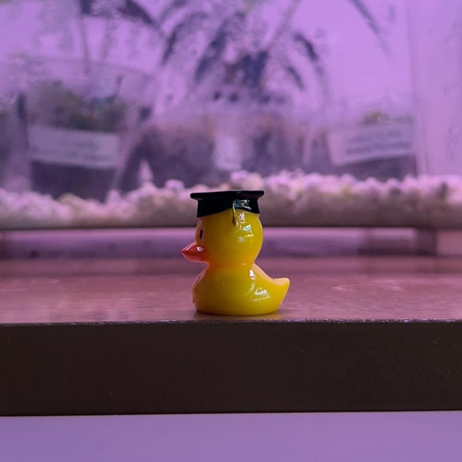 بطة بقبعة التخرج