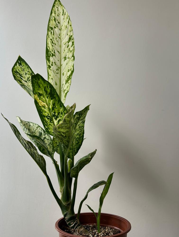 دفنباخيا فزوفيس | Dieffenbachia Vesuvius