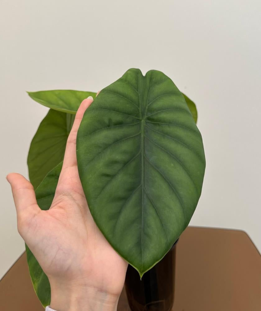 الوكاسيا جرين شيلد | Alocasia Green Shield