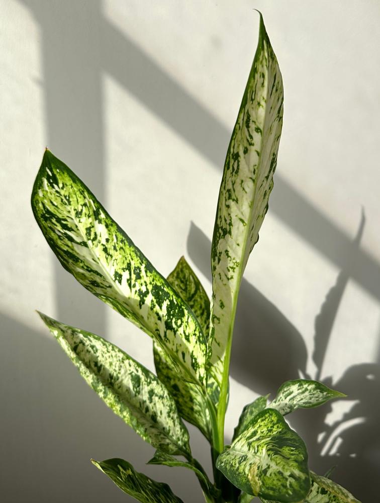 دفنباخيا فزوفيس | Dieffenbachia Vesuvius