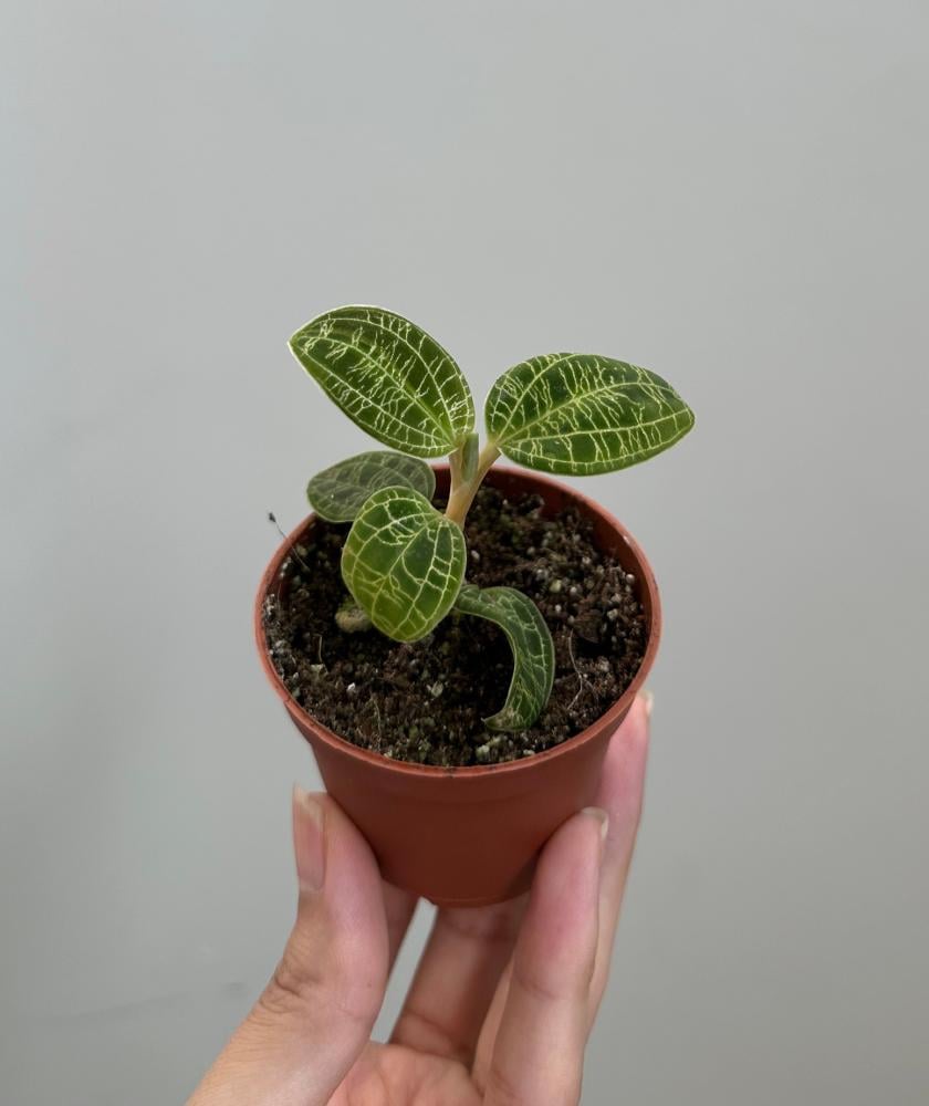 جويل اوركيد ماكودس بيتولا | Jewel Orchid Macodes Petola