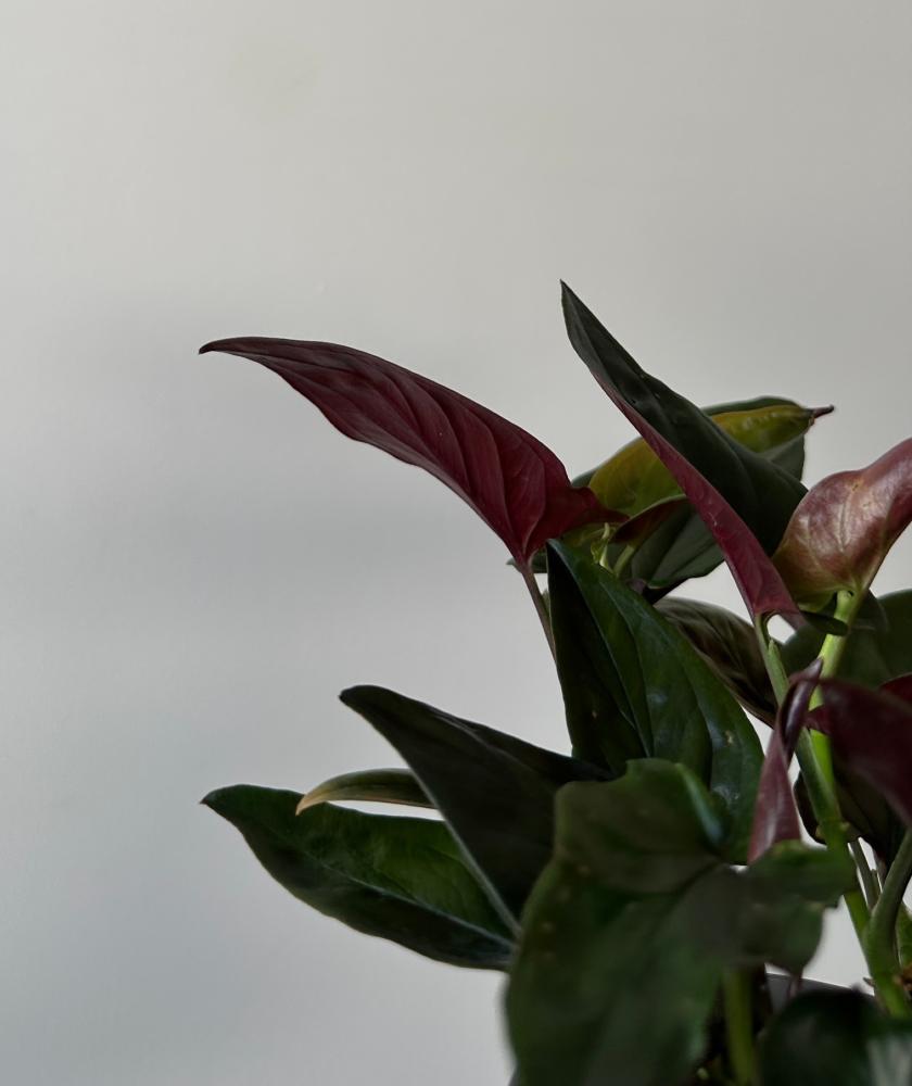 سنجونيوم السهم الاحمر | Syngonium Red Arrow
