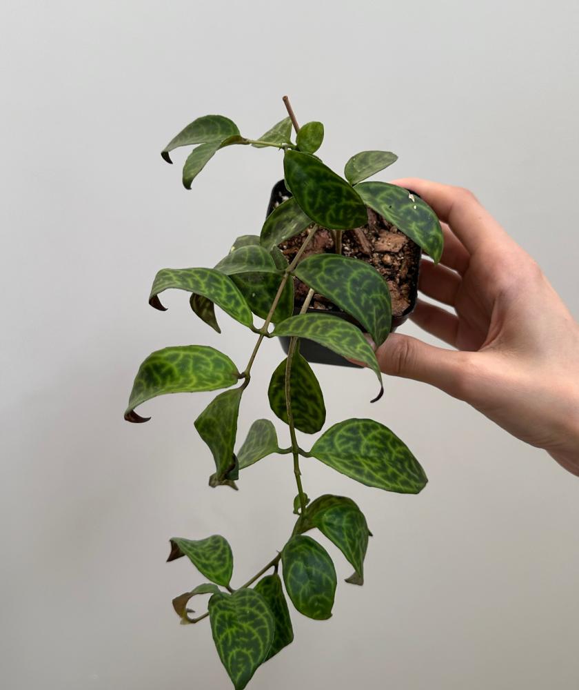 اسكينانثوس بلاك باقودا | Aeschynanthus Black Pagoda