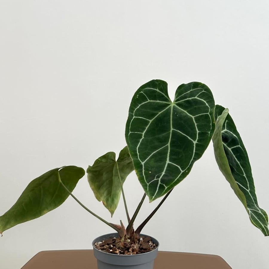 انثريوم كريستالينوم | Anthurium Crystallinum
