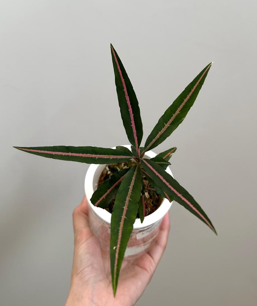 لابيشيا بينك ميد واي | Labisia sp. Pink Midway