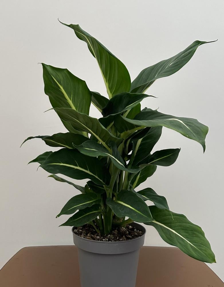 دفنباخيا جرين ماجيك | Dieffenbachia Green Magic