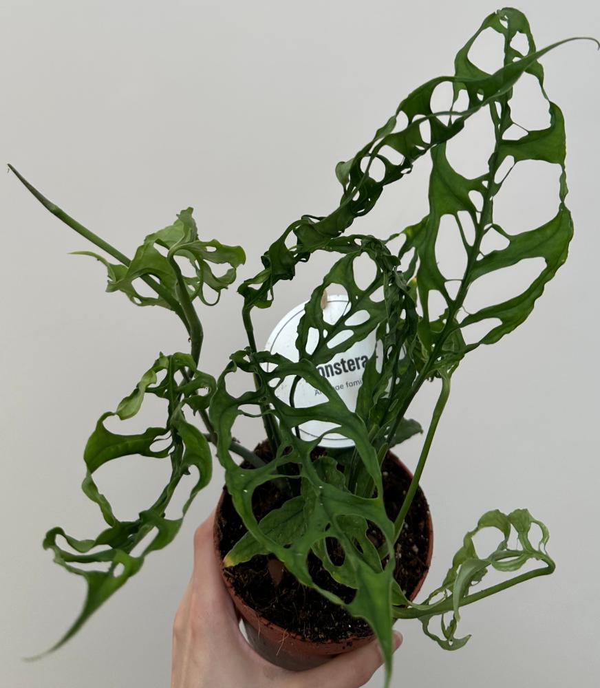 مونستيرا اوبليكوا | Monstera obliqua
