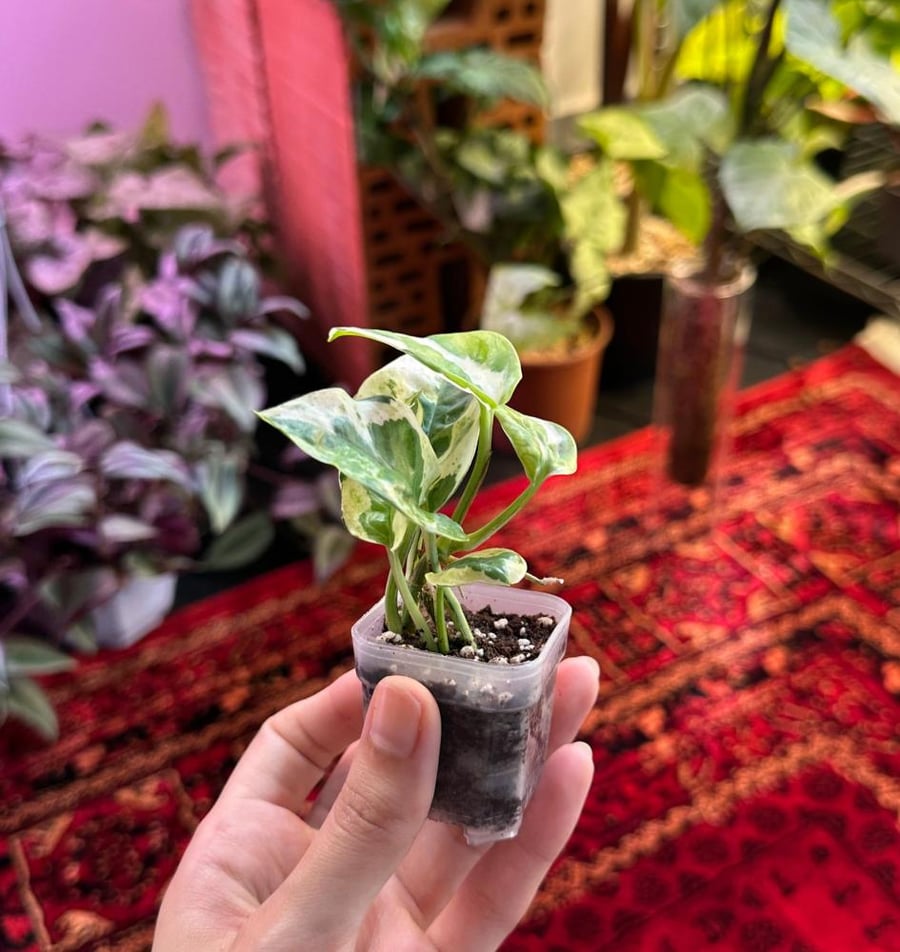 Pothos N’Joy