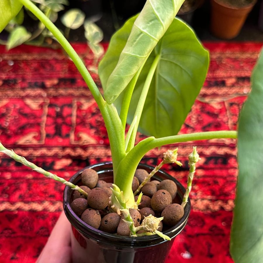 الوكاسيا جرين شيلد | Alocasia Green Shield
