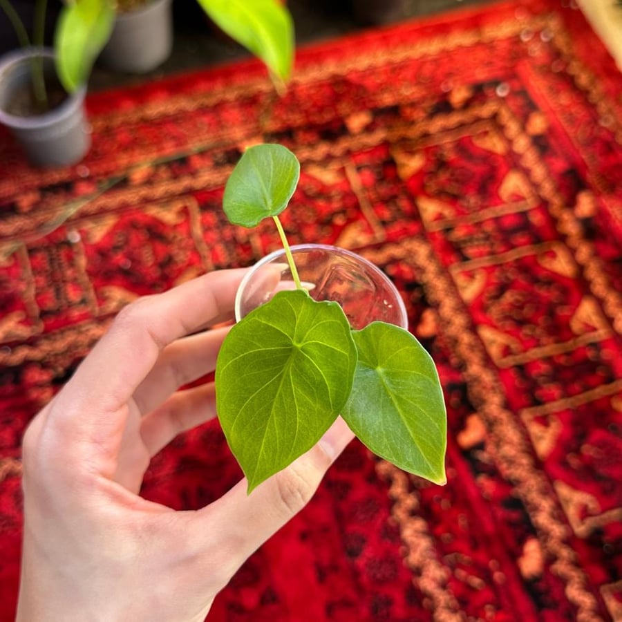 الوكاسيا جرين شيلد | Alocasia Green Shield