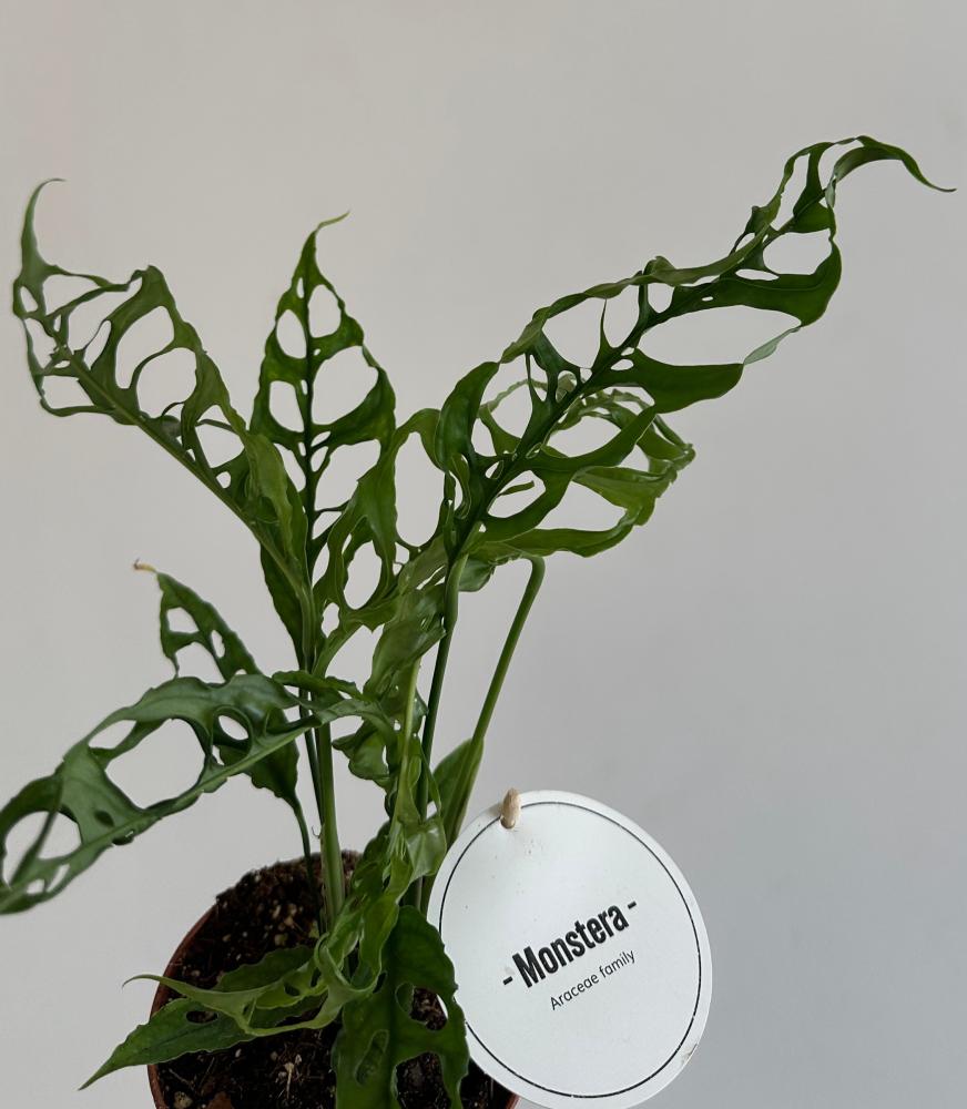 مونستيرا اوبليكوا | Monstera obliqua