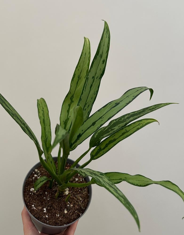 اجلونيما سيلفر لانس | Aglaonema Silver Lance