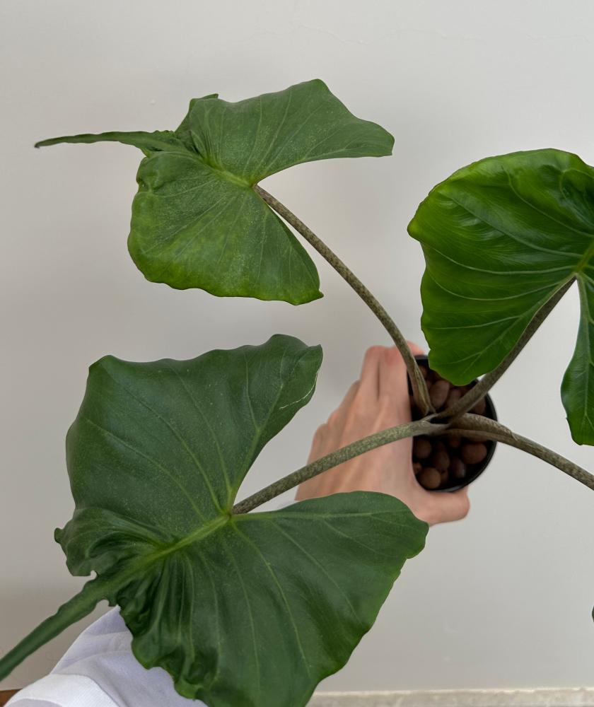 الوكاسيا ستينغراي | Alocasia Stingray