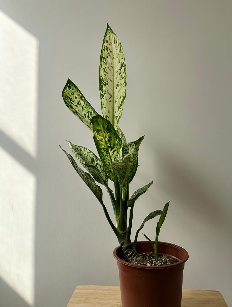 دفنباخيا فزوفيس | Dieffenbachia Vesuvius