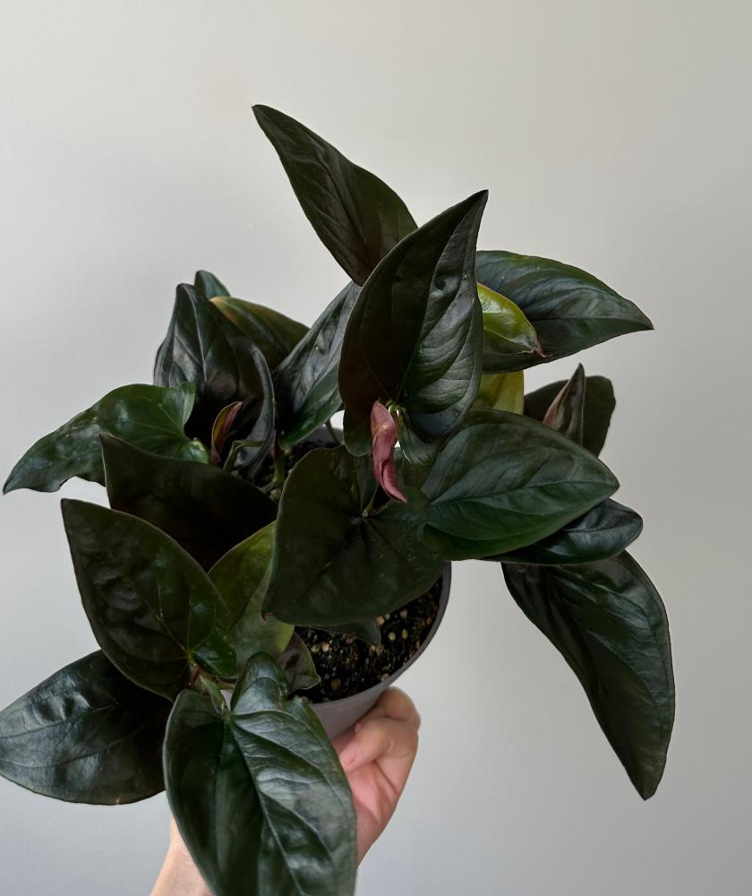 سنجونيوم السهم الاحمر | Syngonium Red Arrow