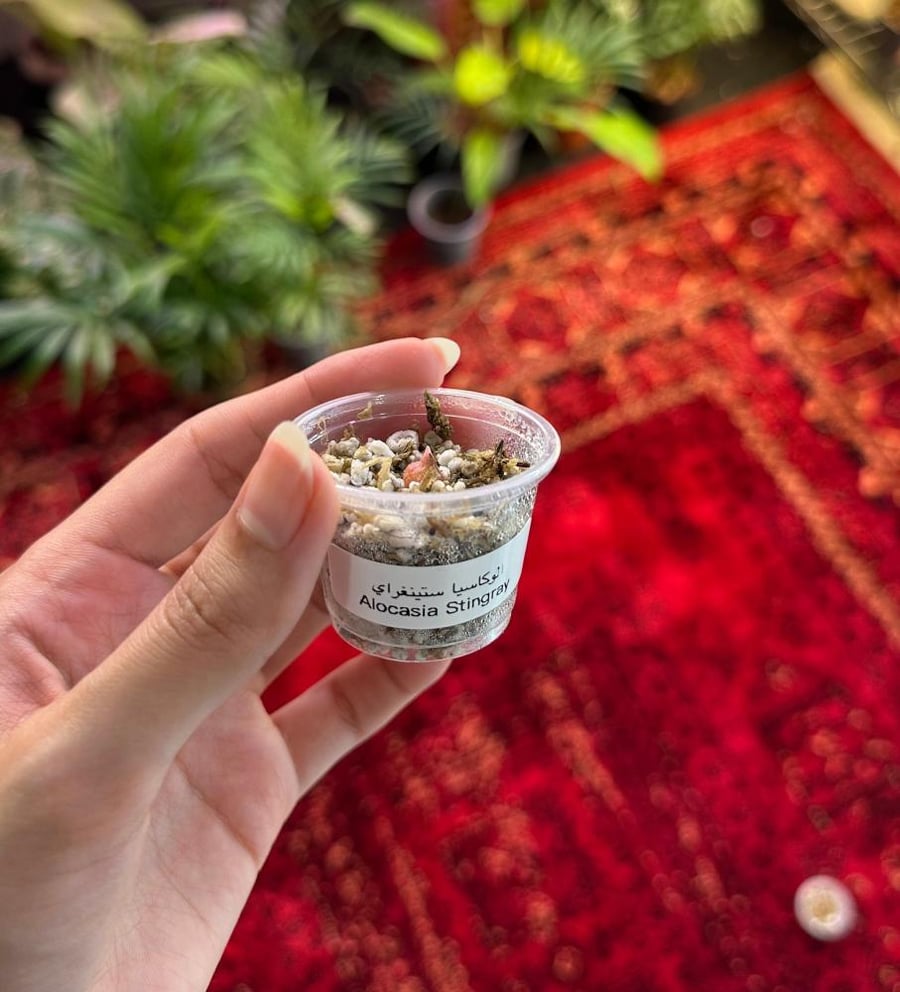 كورمز الوكاسيا ستينغراي | Alocasia Stingray corms