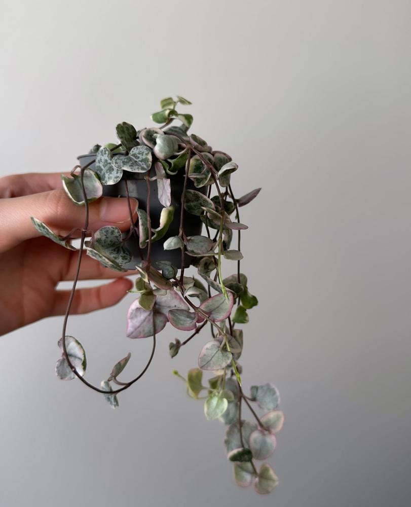 سلسلة القلوب | Ceropegia woodii