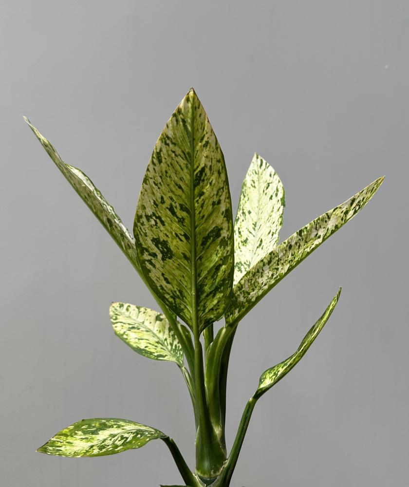دفنباخيا فزوفيس | Dieffenbachia Vesuvius