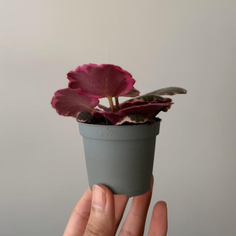 ساكسيفراجا ستولونيفيرا | Saxifraga stolonifera