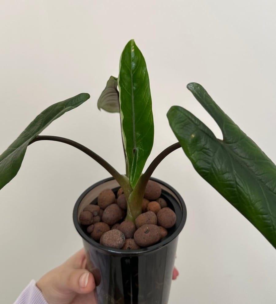الوكاسيا سكلبرم | Alocasia scalprum