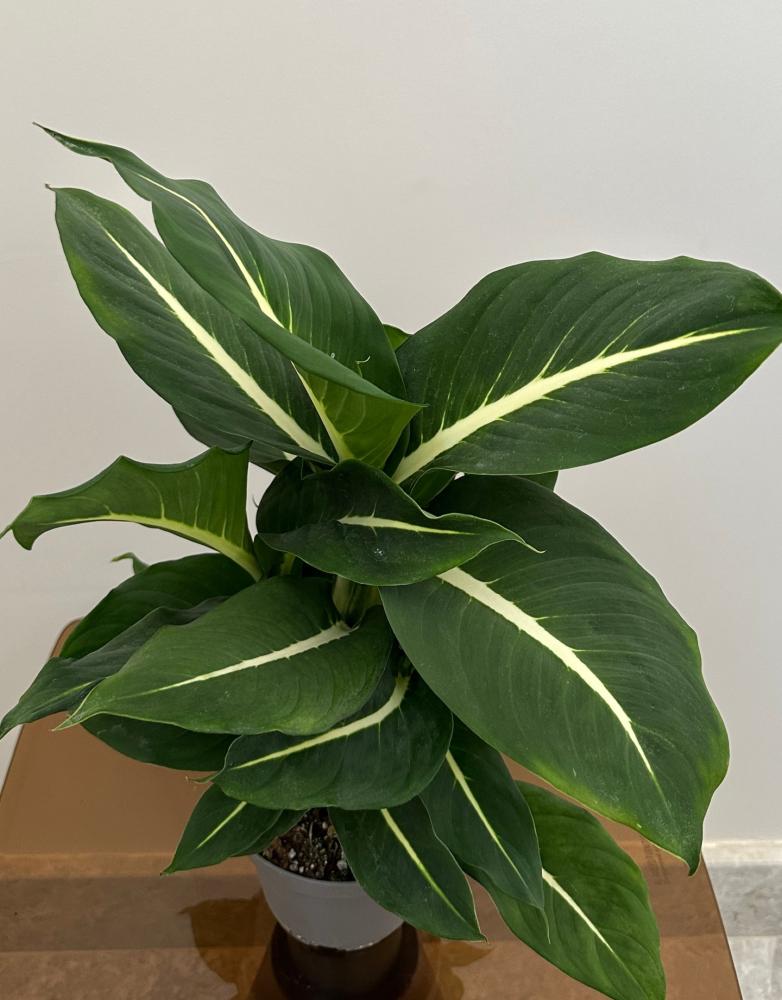 دفنباخيا جرين ماجيك | Dieffenbachia Green Magic