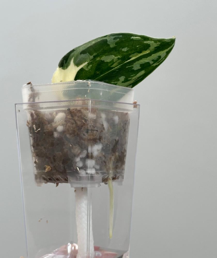 سكندبسس ماياري فرقيتد | Scindapsus Mayari Variegated