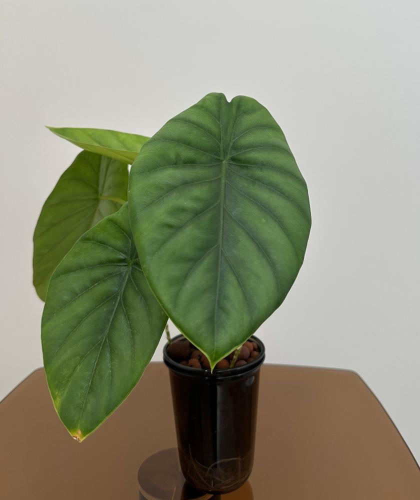 الوكاسيا جرين شيلد | Alocasia Green Shield