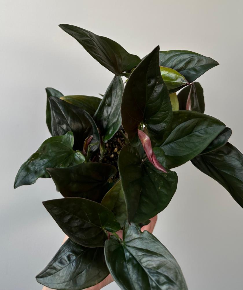 سنجونيوم السهم الاحمر | Syngonium Red Arrow