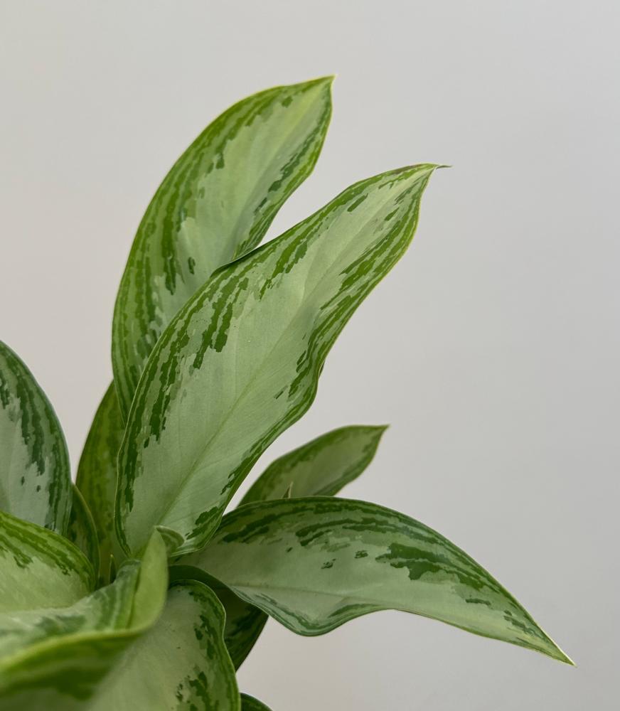 اجلونيما سيلفر باي | Aglaonema Silver Bay