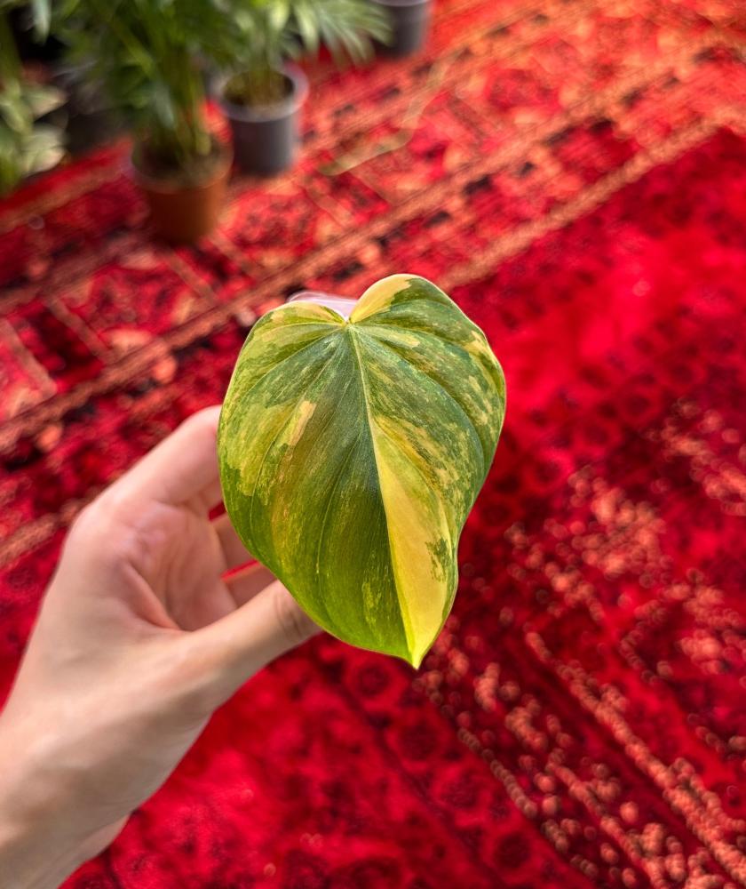 فيلدندرون مايكنز فرقيتد | Philodendron Micans Variegated