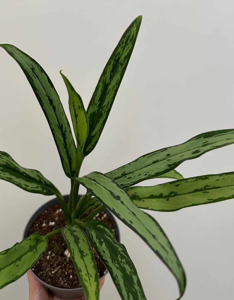 اجلونيما سيلفر لانس | Aglaonema Silver Lance