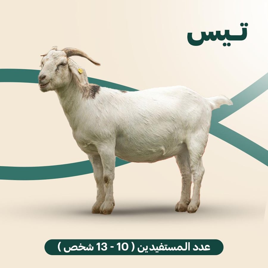 تيس – أضحية وعقيقة وتنفيذ موثق باسمك | أضاحي ريفوريا